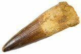 Fossil Spinosaurus Tooth - Real Dinosaur Tooth #345902-1